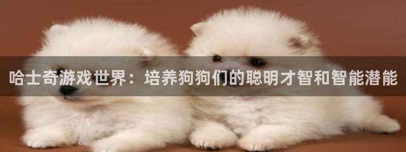 奇亿娱乐注册开户：哈士奇游戏世界：培养狗狗们的聪明才智和智能